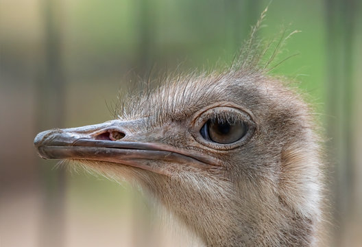 Laufvogel Bilder Durchsuchen 12,582 Archivfotos, und