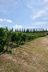 Fototapeta na wymiar tuscany