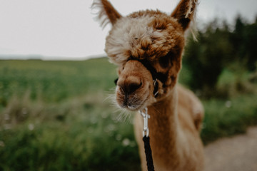 Alpakawanderung © Linda Hener