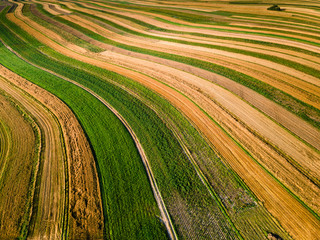 Beautiful Crop Rows in Farmland. Farmfields in Summer. Drone Aerial View.
