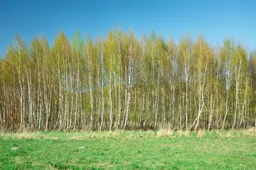  Birch forest growing in the meadow and blue sky © darekb22