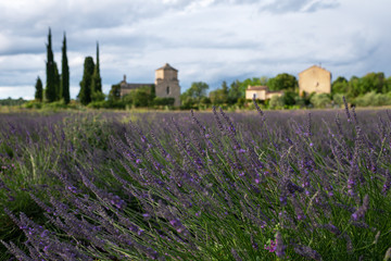 Église Saint-Pierre de Larnas et champ de lavande en fleur. Larnas, Ardèche, France, juin 2020