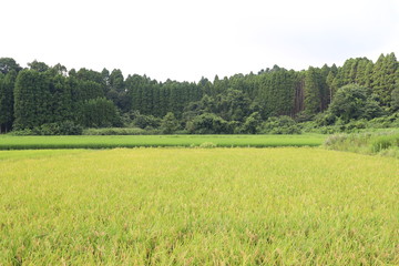 Obraz premium 田園風景
