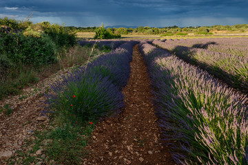 Fototapeta na wymiar Un champ de lavande en fleur. Gras, Ardèche , France, juin 2020