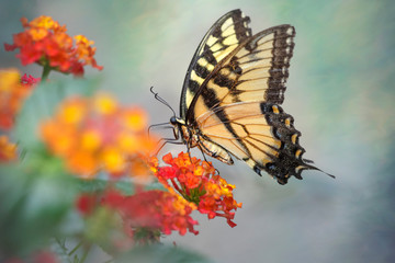 closeup of Yellow tiger swallowtail