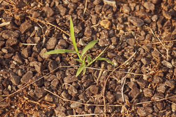 A small young leafy plant on the ground
