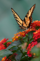 closeup of Yellow tiger swallowtail butterfly