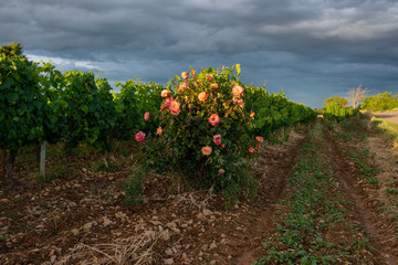 Fototapeta na wymiar Un rosier en fleur dans une vigne. Gras, Ardèche , France, juin 2020
