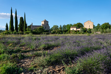 Église Saint-Pierre de Larnas et champ de lavande en fleur. Larnas, Ardèche, France, juin 2020