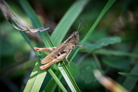 petite sauterelle marron sur son herbe
