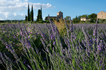 Église Saint-Pierre de Larnas et champ de lavande en fleur. Larnas, Ardèche, France, juin 2020