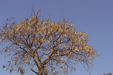 tree branches against blue sky
