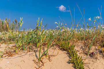 A field of white sea lilies along the sandy beaches of Salento in Apulia (Italy).