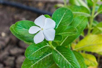 Beautiful jasmine flower blooming