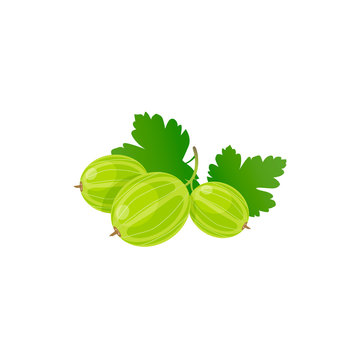 Green gooseberry vecltor illustration isolated on white background. 