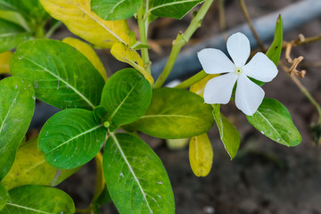 Beautiful jasmine flower blooming