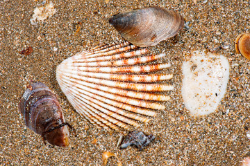 Detailed closeup macro photo of seashells