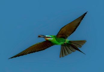 blue cheeked bee eater with preyed honeybee in beak 