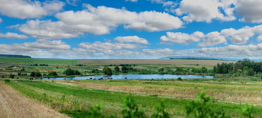 Fototapeta na wymiar panoramic view of pasture with a herd of cows and a pond and agricultural land in late summer