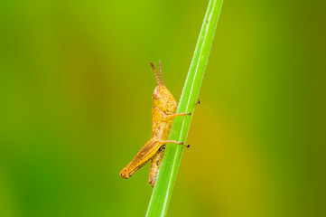 a Small grasshopper insect on a plant in the meadow