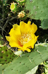 Yellow flower on a prickly cactus