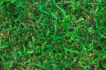 Green grass texture can be use as background