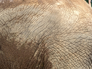 アフリカゾウ
