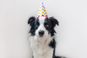 Funny portrait of cute smiling puppy dog border collie wearing birthday silly hat looking at camera isolated on white background. Happy Birthday party concept. Funny pets animals life.