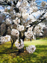 Cherry Blossoms or Sakura flowers bloomed during spring season in Japan.