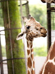 キリン © moonrise