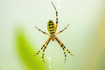 a Small spider insect on a plant in the meadow