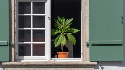 Avocado in pot on the window ledge
