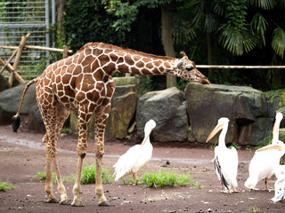 キリン © moonrise