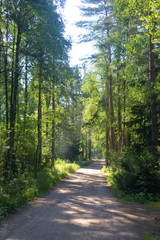 Path in a pine forest.