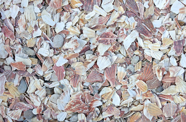 Background of beach covered in bits of scallop shells packed together in a thick layer