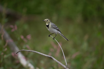 Obraz premium Great wagtail 