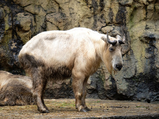 Obraz premium ゴールデンターキン