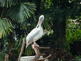 コシベニペリカン