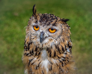 Indian eagle-owl aka Rock eagle-owl or Bengal eagle owl. Bubo bengalensis.