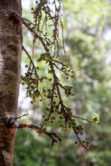 Figs growing on tree in rainforest on the Atherton Tableland in Tropical North Queensland, Australia