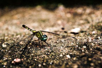 DragonFly - Small wanderers