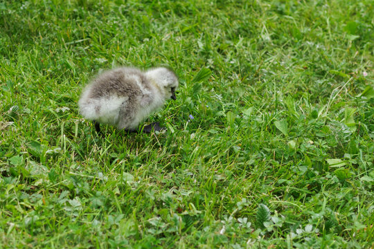 Barnacle geese chick in the grass