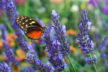 Schmetterling 763