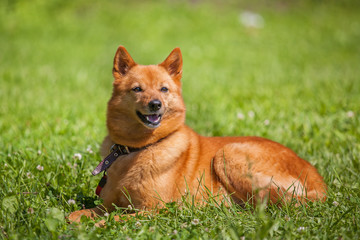 a red-colored puppy on a background of green grass.Portrait of a Karelo-Finnish Laika