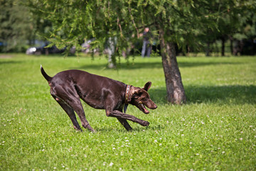 pointer plays on the grass with a stick.The dog catches the toy.Summer activities of a puppy on a green lawn.Dog breed pointer playing in the Park