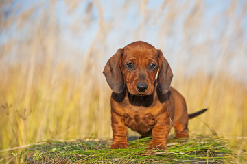 a red Dachshund puppy looks at the camera. Cute puppy sitting. Dachshund on the background of dry grass.