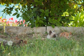 Mixed-breed kittens hide behind the grass blades enjoy the afternoon in the company of their mother.