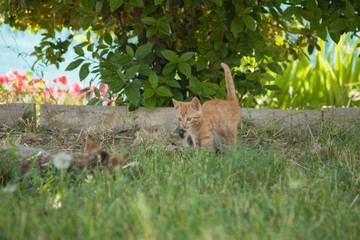 Kitten about to jump on its mother to play. A family of mixed-breed cats enjoying an afternoon in the garden.