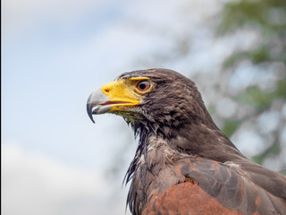 Harris hawk, Parabuteo unicinctus. Headshot.