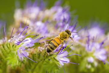 a Small wasp insect on a plant in the meadow